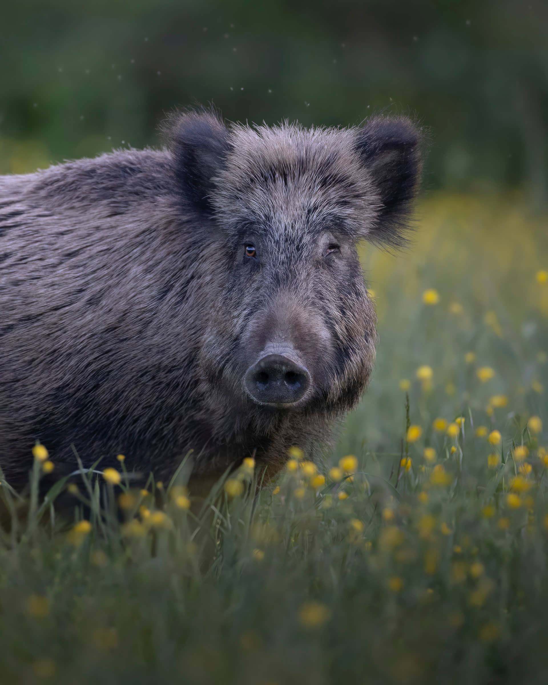 Cinghiale adulto immerso in un prato di ranuncoli gialli