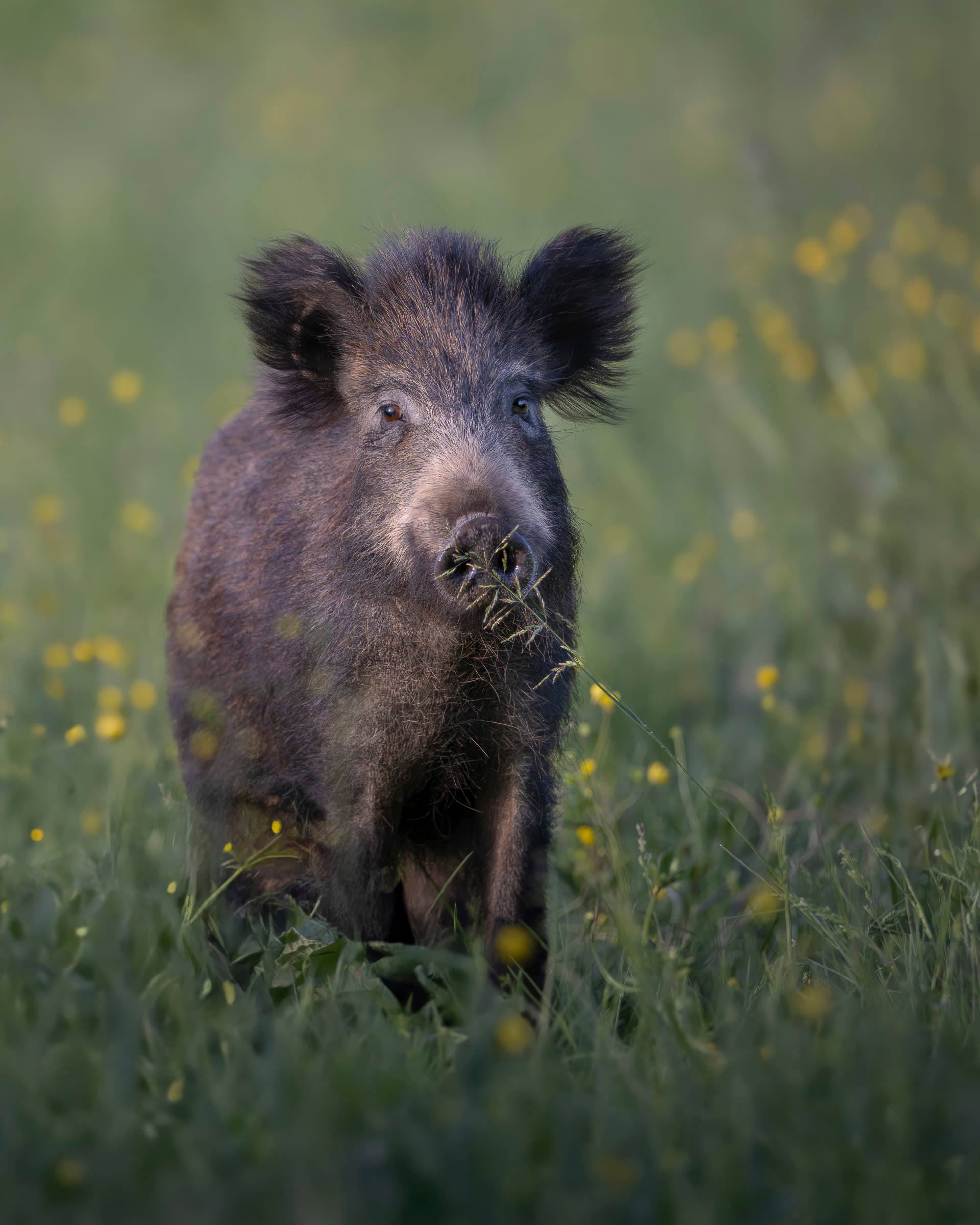 Giovane cinghiale in cammino in un prato fiorito, con un filo d'erba sul grugno