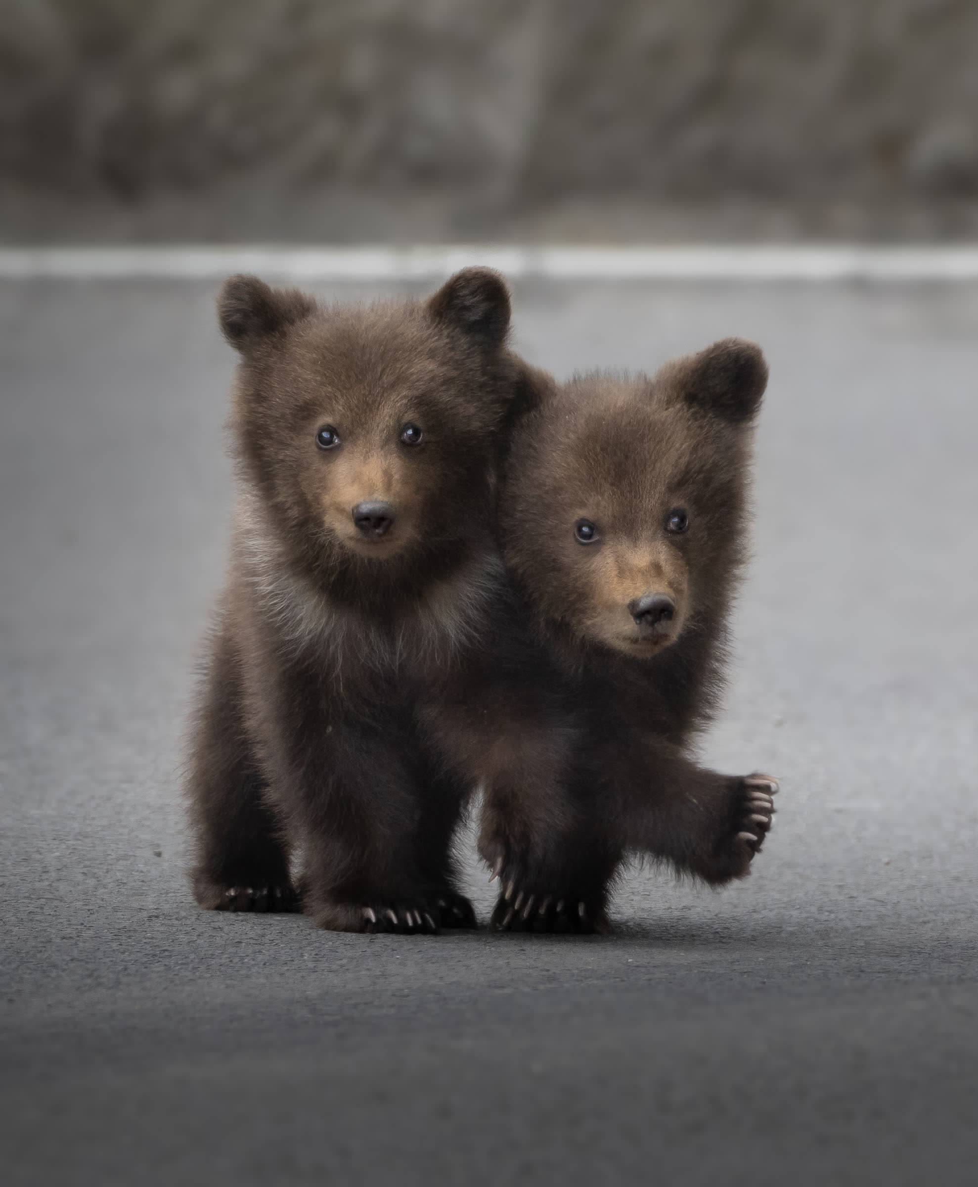 Due cuccioli di orso bruno camminano affiancati su una strada asfaltata