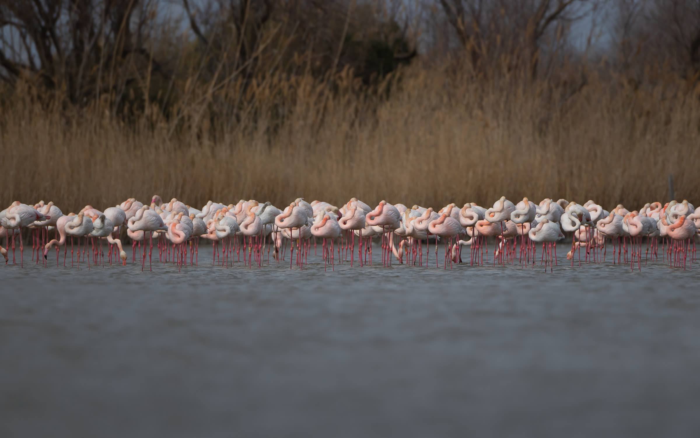 Stormo di fenicotteri rosa in riposo nell'acqua bassa davanti a un canneto
