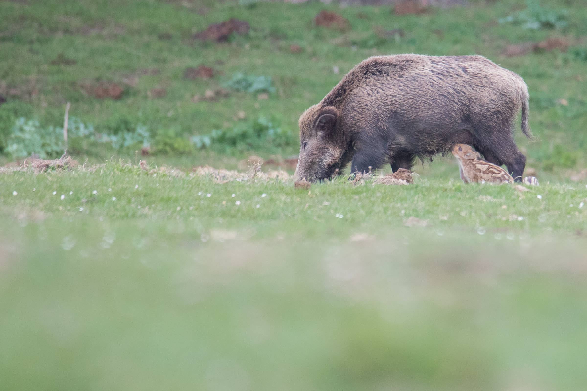 Femmina di cinghiale al pascolo con i cinghialetti dal manto striato