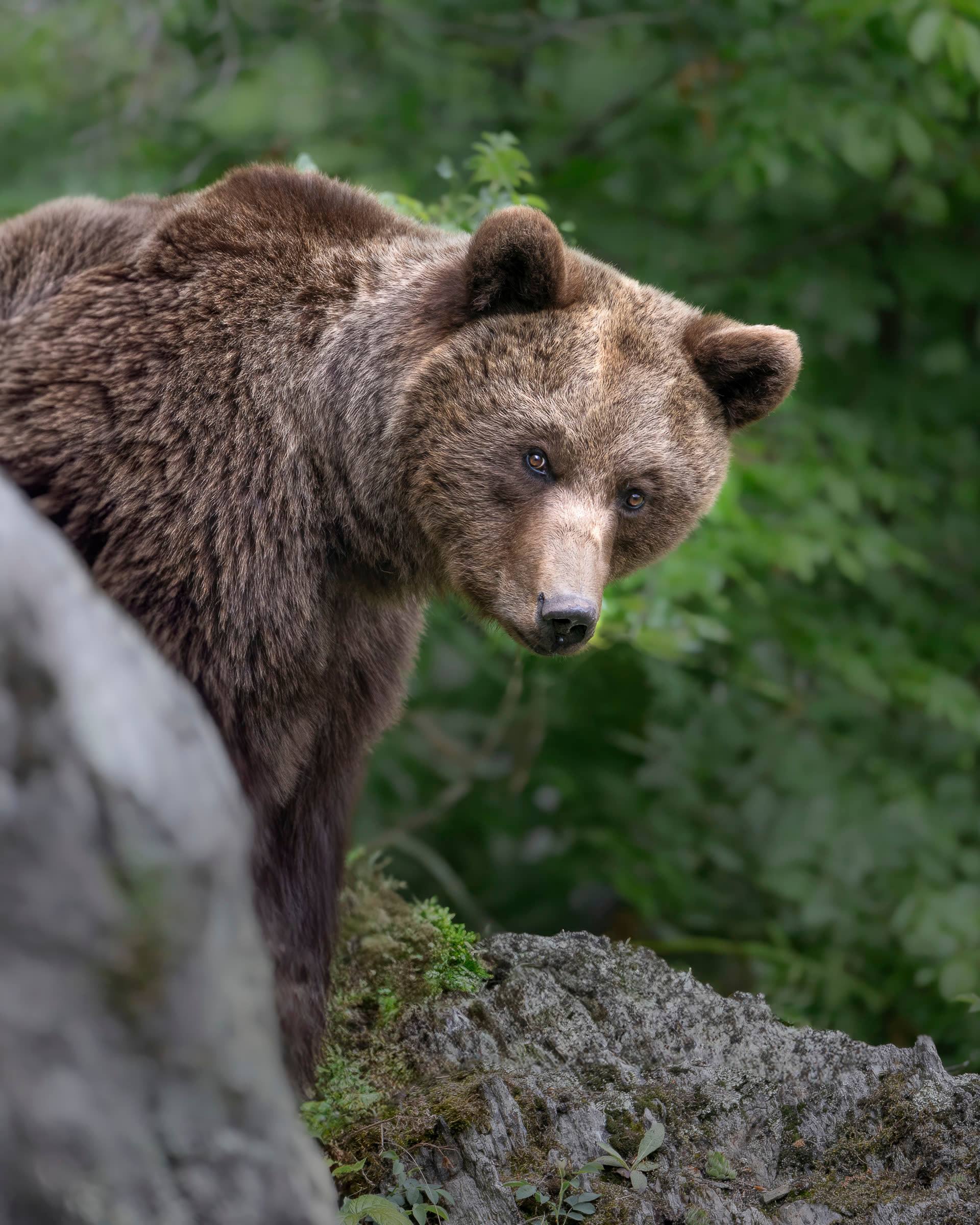 Orso bruno adulto affacciato su una roccia coperta di muschio nel bosco