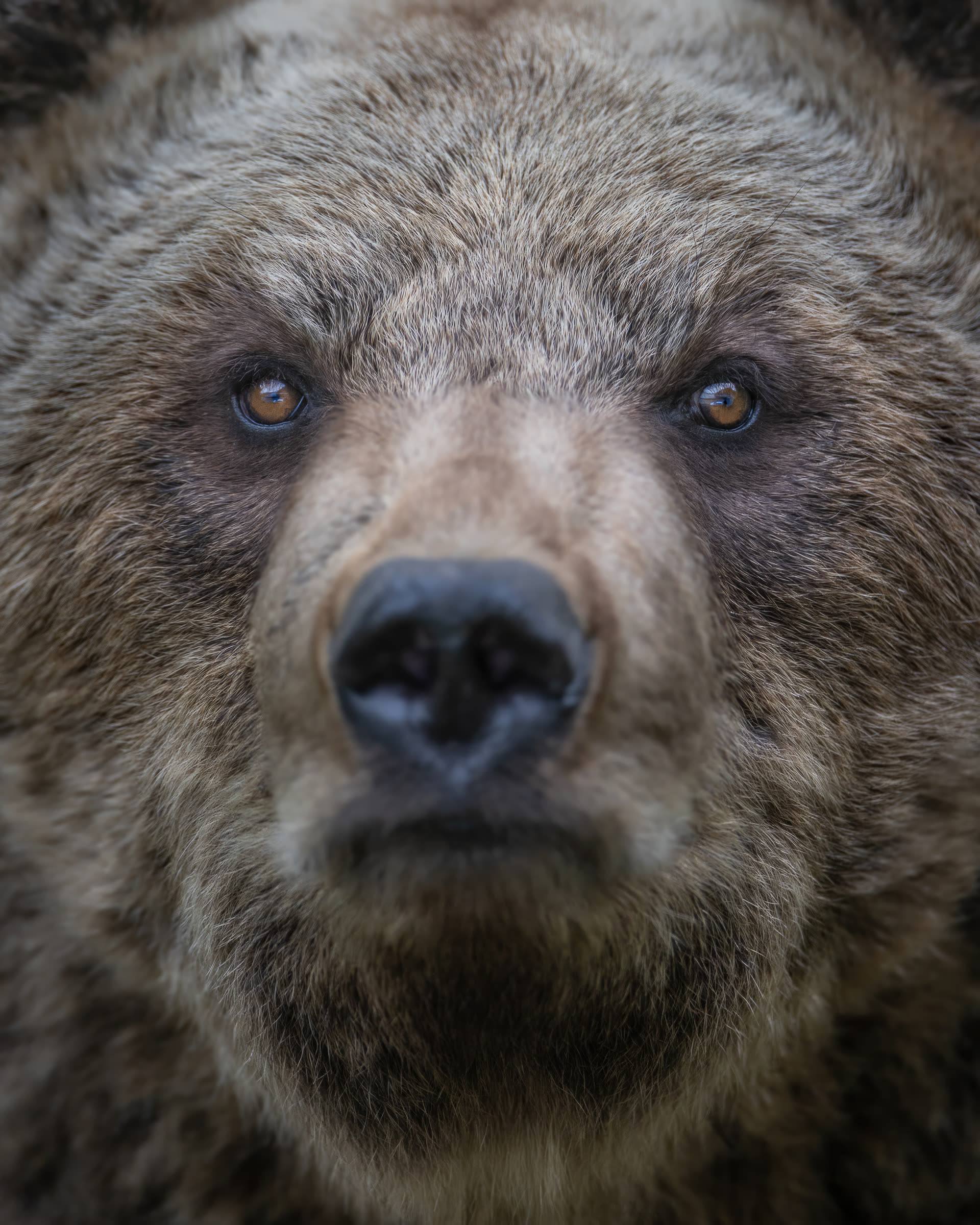 Primo piano frontale del muso di un orso bruno, occhi ambrati e pelo folto